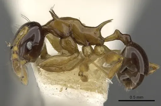 Pheidole striata specimen CASENT0901322 image casent0901322_3