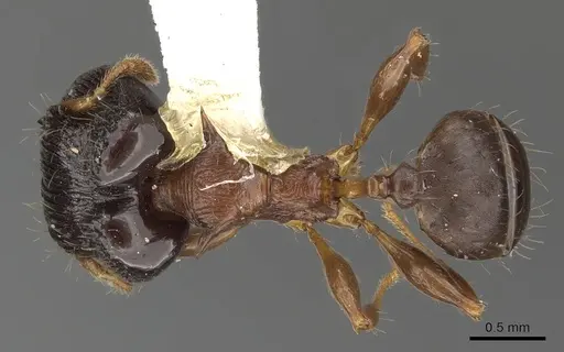Pheidole striata specimen CASENT0901323 image casent0901323_1