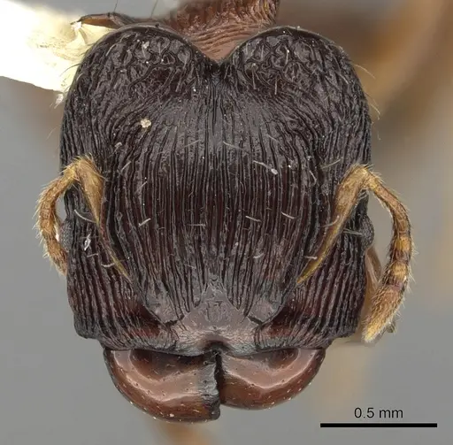 Pheidole striata specimen CASENT0901323 image casent0901323_2