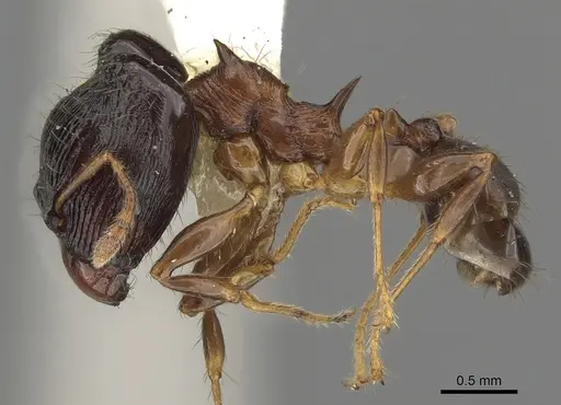 Pheidole striata specimen CASENT0901323 image casent0901323_3