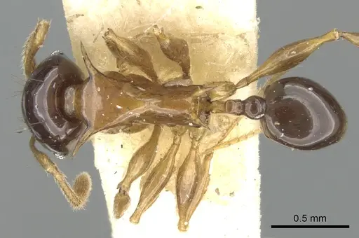Pheidole striata specimen CASENT0906658 image casent0906658_1