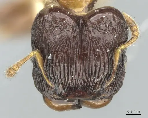Pheidole striata specimen CASENT0906658 image casent0906658_2