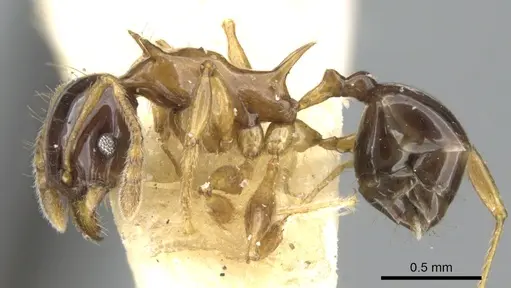 Pheidole striata specimen CASENT0906658 image casent0906658_3