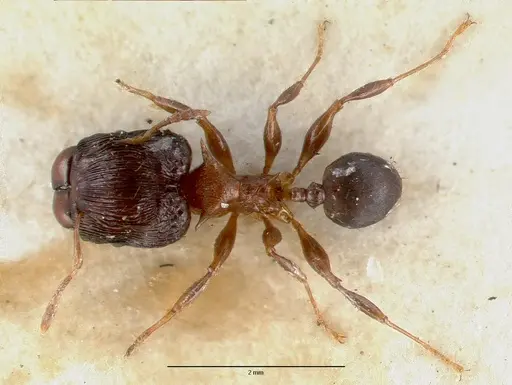 Pheidole striata specimen CASTYPE06921 image castype06921_1