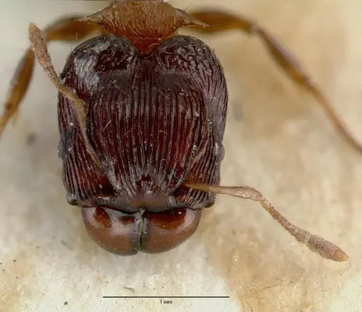 Pheidole striata specimen CASTYPE06921 image castype06921_2