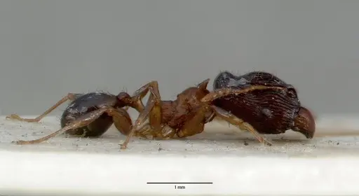 Pheidole striata specimen CASTYPE06921 image castype06921_3