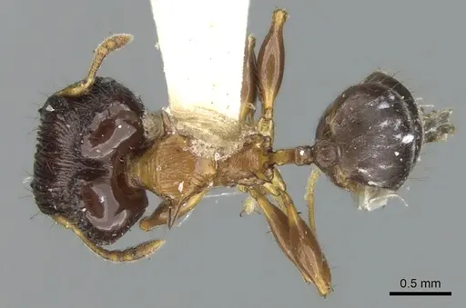 Pheidole striata specimen LACMENT316254 image lacment316254_1