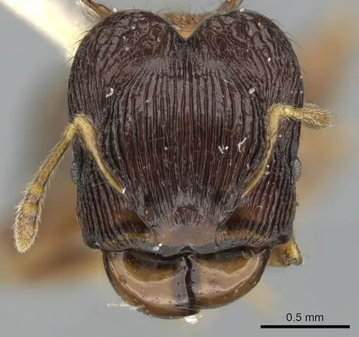 Pheidole striata specimen LACMENT316254 image lacment316254_2