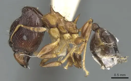Pheidole striata specimen LACMENT316254 image lacment316254_4