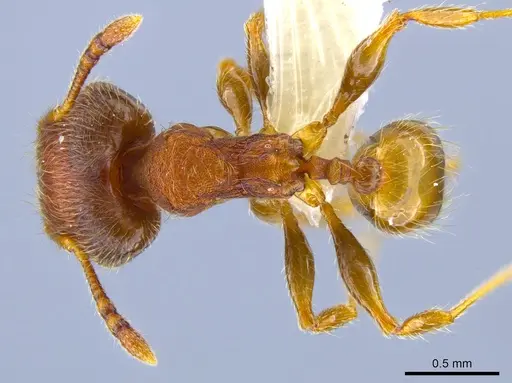 Pheidole striaticeps specimen CASENT0631822 image casent0631822_1