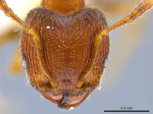 Pheidole striaticeps specimen CASENT0631822 image casent0631822_2