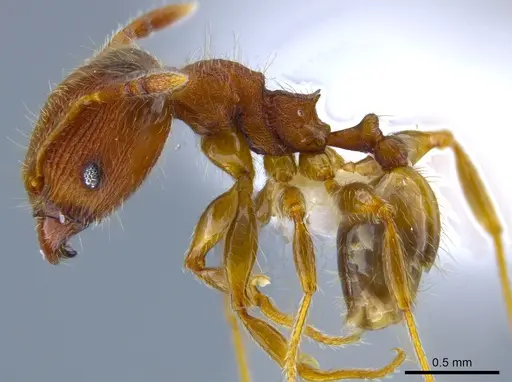 Pheidole striaticeps specimen CASENT0631822 image casent0631822_3
