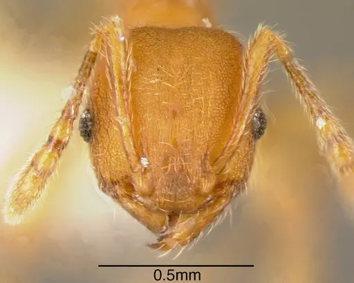 Pheidole striaticeps specimen CASENT0635532 image casent0635532_1