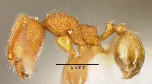 Pheidole striaticeps specimen CASENT0635532 image casent0635532_2