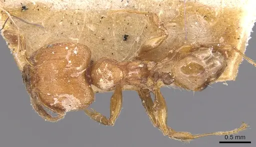 Pheidole striaticeps specimen CASENT0904420 image casent0904420_1