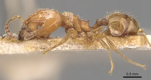 Pheidole striaticeps specimen CASENT0904420 image casent0904420_3