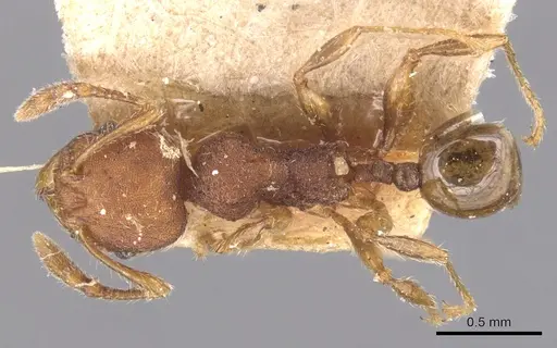Pheidole striaticeps specimen CASENT0904421 image casent0904421_1