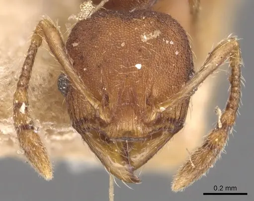 Pheidole striaticeps specimen CASENT0904421 image casent0904421_2