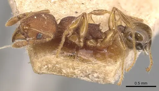 Pheidole striaticeps specimen CASENT0904421 image casent0904421_3