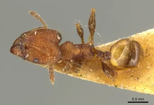 Pheidole striaticeps specimen CASENT0916072 image casent0916072_1