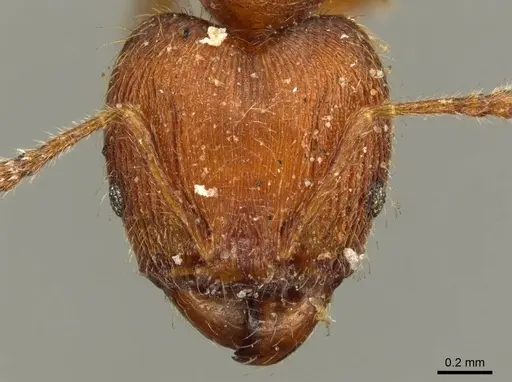 Pheidole striaticeps specimen CASENT0916072 image casent0916072_2