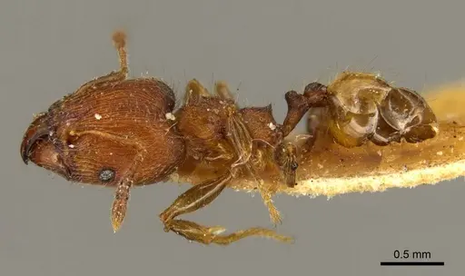 Pheidole striaticeps specimen CASENT0916072 image casent0916072_3