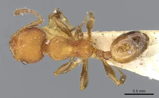 Pheidole striaticeps specimen CASENT0919787 image casent0919787_1
