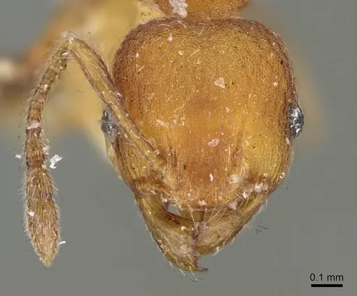 Pheidole striaticeps specimen CASENT0919787 image casent0919787_2