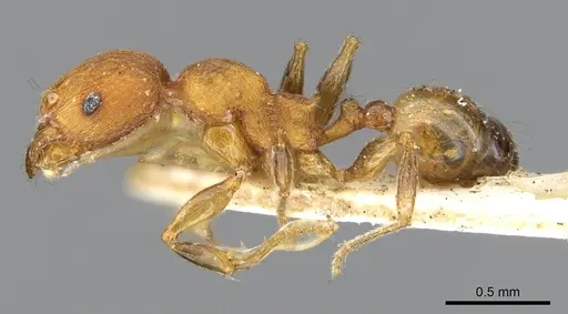 Pheidole striaticeps specimen CASENT0919787 image casent0919787_3
