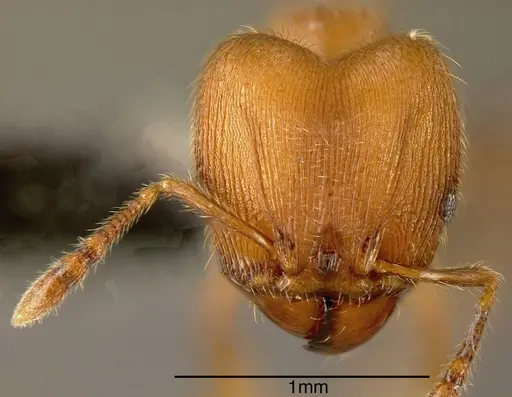 Pheidole striaticeps specimen JTLC000002903 image jtlc000002903_1