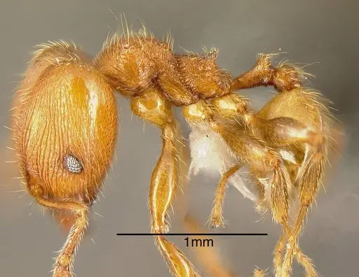 Pheidole striaticeps specimen JTLC000002903 image jtlc000002903_2