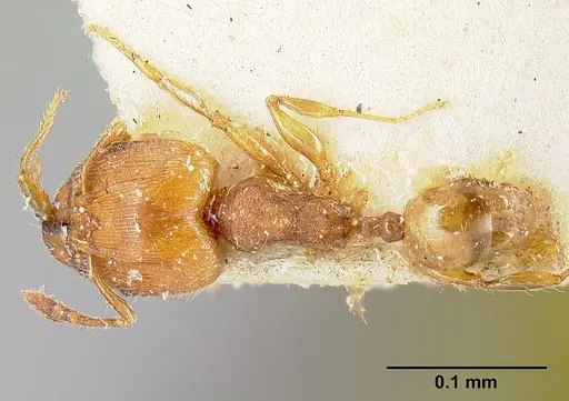 Pheidole striaticeps specimen JTLC000014074 image jtlc000014074_1