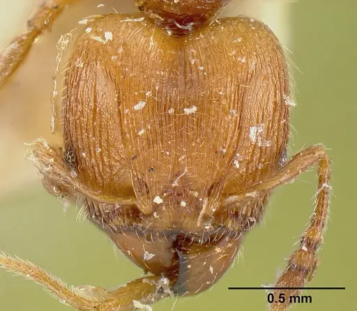 Pheidole striaticeps specimen JTLC000014074 image jtlc000014074_2