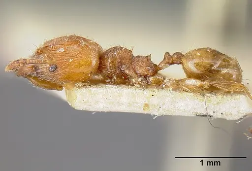 Pheidole striaticeps specimen JTLC000014074 image jtlc000014074_3