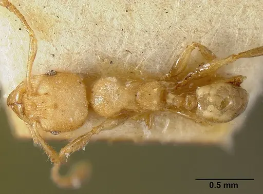 Pheidole striaticeps specimen JTLC000014075 image jtlc000014075_1