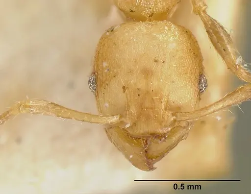 Pheidole striaticeps specimen JTLC000014075 image jtlc000014075_2