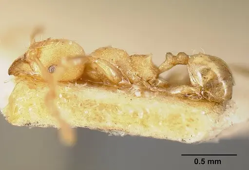 Pheidole striaticeps specimen JTLC000014075 image jtlc000014075_3