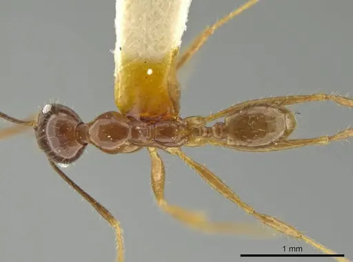 Pheidole strigosa specimen CASENT0645875 image casent0645875_1