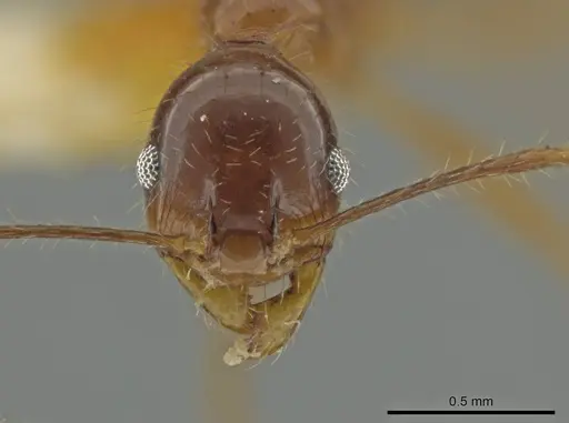 Pheidole strigosa specimen CASENT0645875 image casent0645875_2