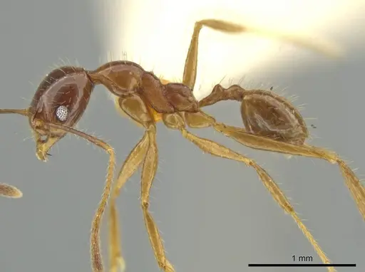 Pheidole strigosa specimen CASENT0645875 image casent0645875_3