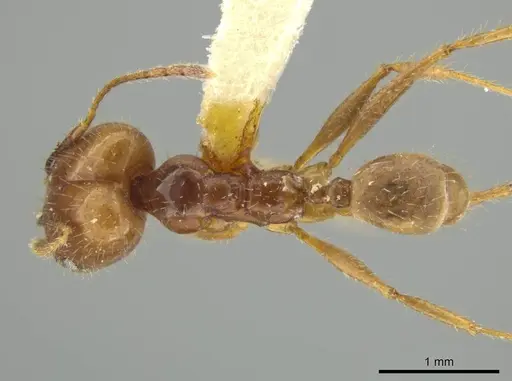 Pheidole strigosa specimen JTLC000016540 image jtlc000016540_1