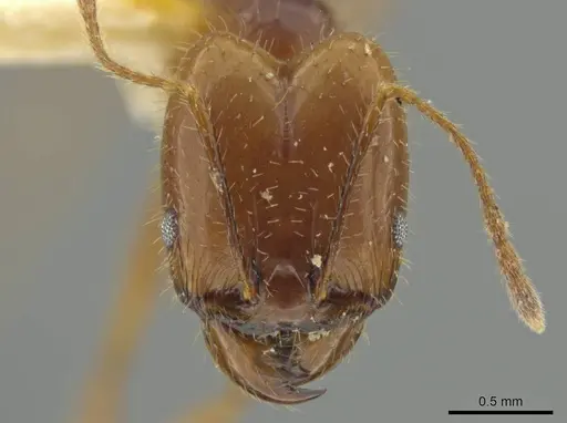 Pheidole strigosa specimen JTLC000016540 image jtlc000016540_2