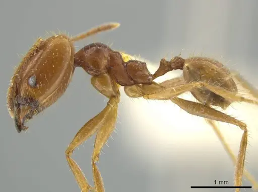 Pheidole strigosa specimen JTLC000016540 image jtlc000016540_3