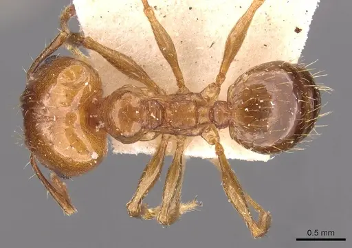 Pheidole strobeli specimen CASENT0908150 image casent0908150_1