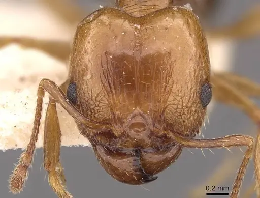 Pheidole strobeli specimen CASENT0908150 image casent0908150_2