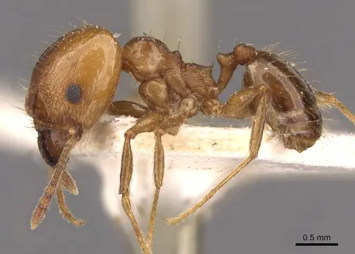 Pheidole strobeli specimen CASENT0908150 image casent0908150_3