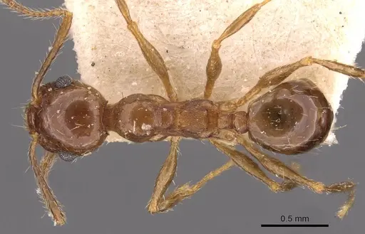 Pheidole strobeli specimen CASENT0908151 image casent0908151_1