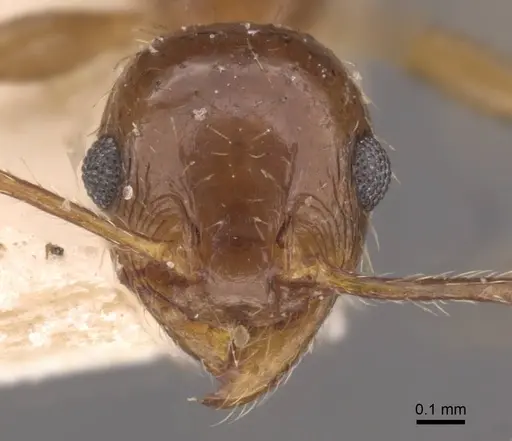Pheidole strobeli specimen CASENT0908151 image casent0908151_2