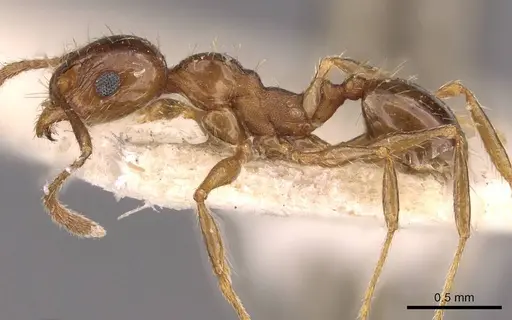Pheidole strobeli specimen CASENT0908151 image casent0908151_3