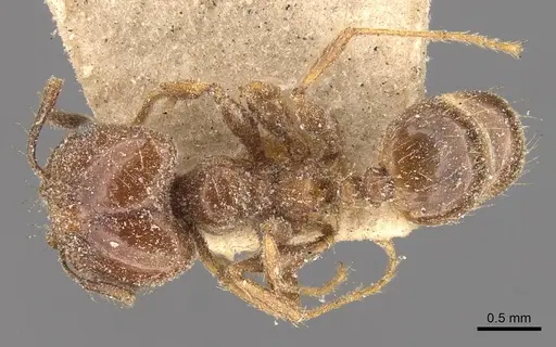 Pheidole strobeli specimen CASENT0908152 image casent0908152_1